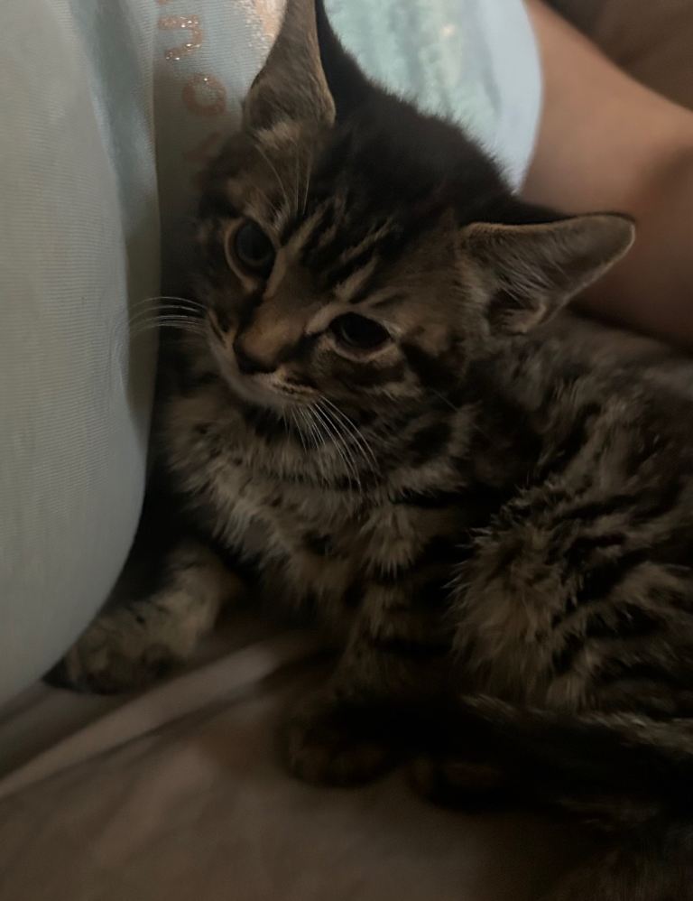 Kittens for sale