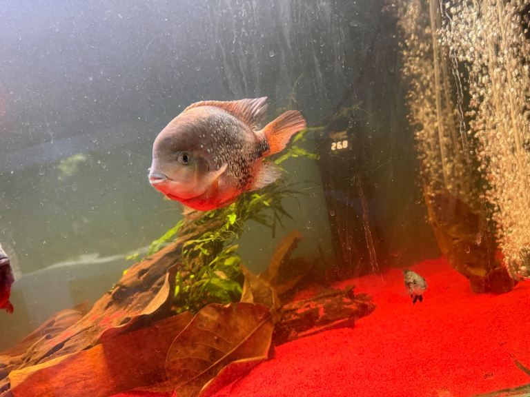 Two large viejas for sale