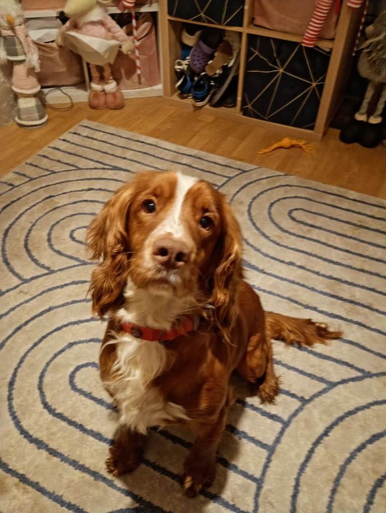 6 English springer spaniels