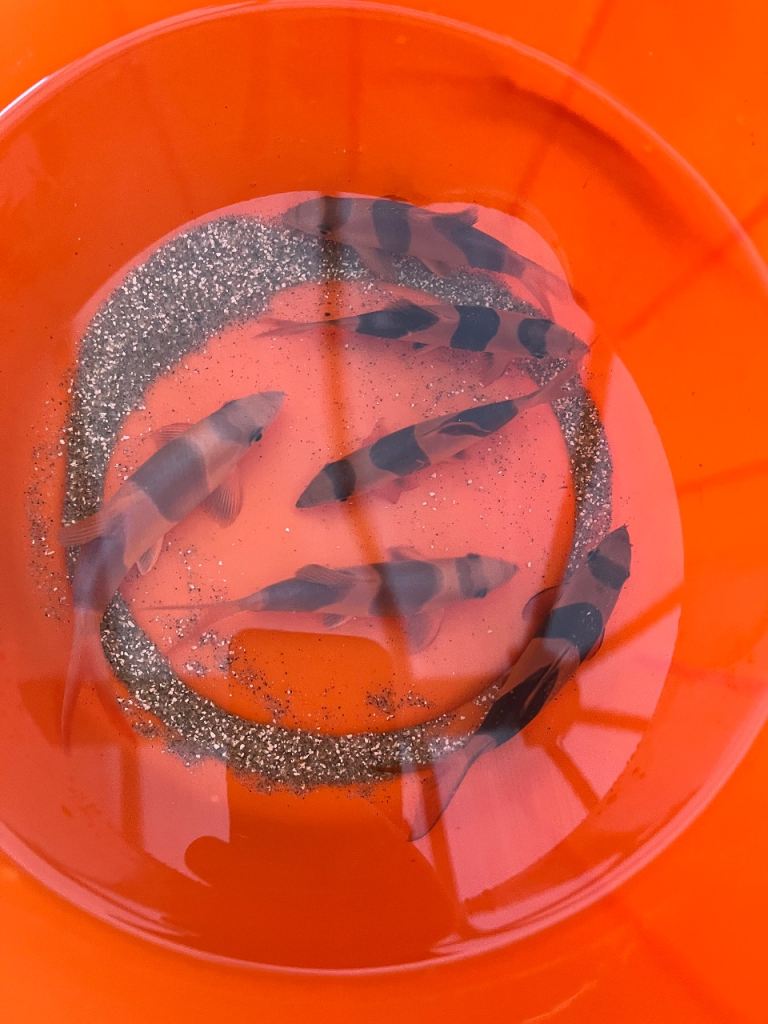 Clown Loaches Group