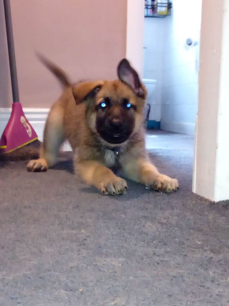image for German shepherd puppy last boy 