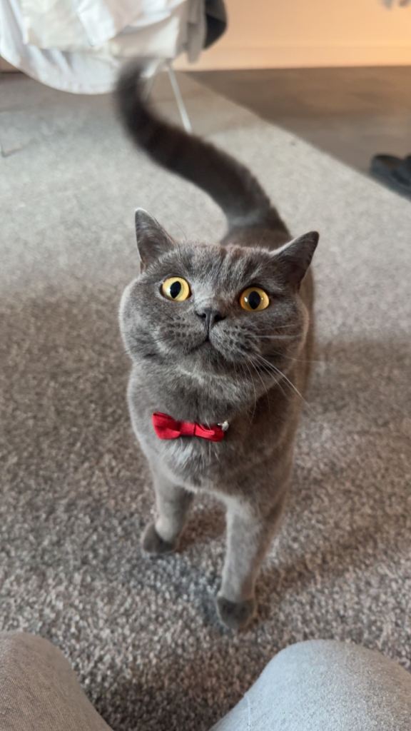 British Shorthair breed