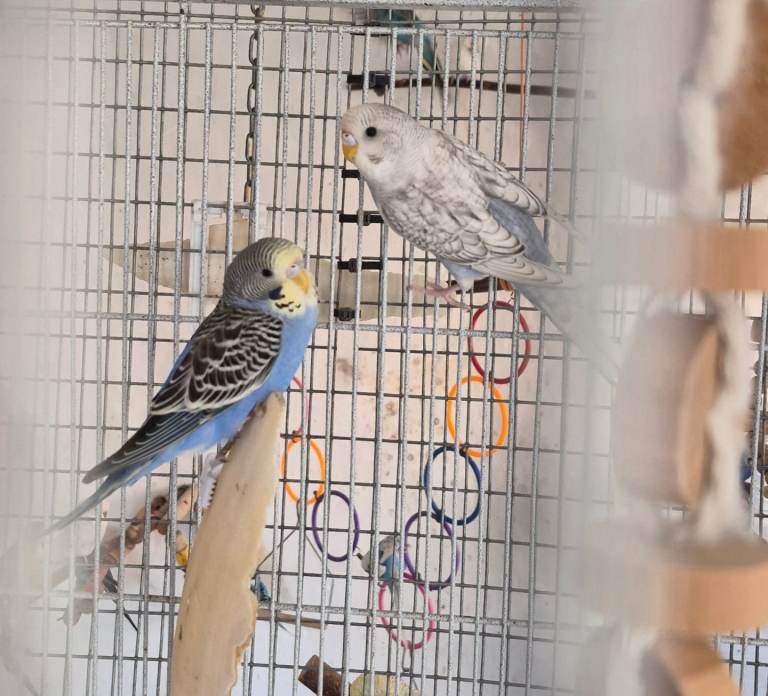 Baby budgies 