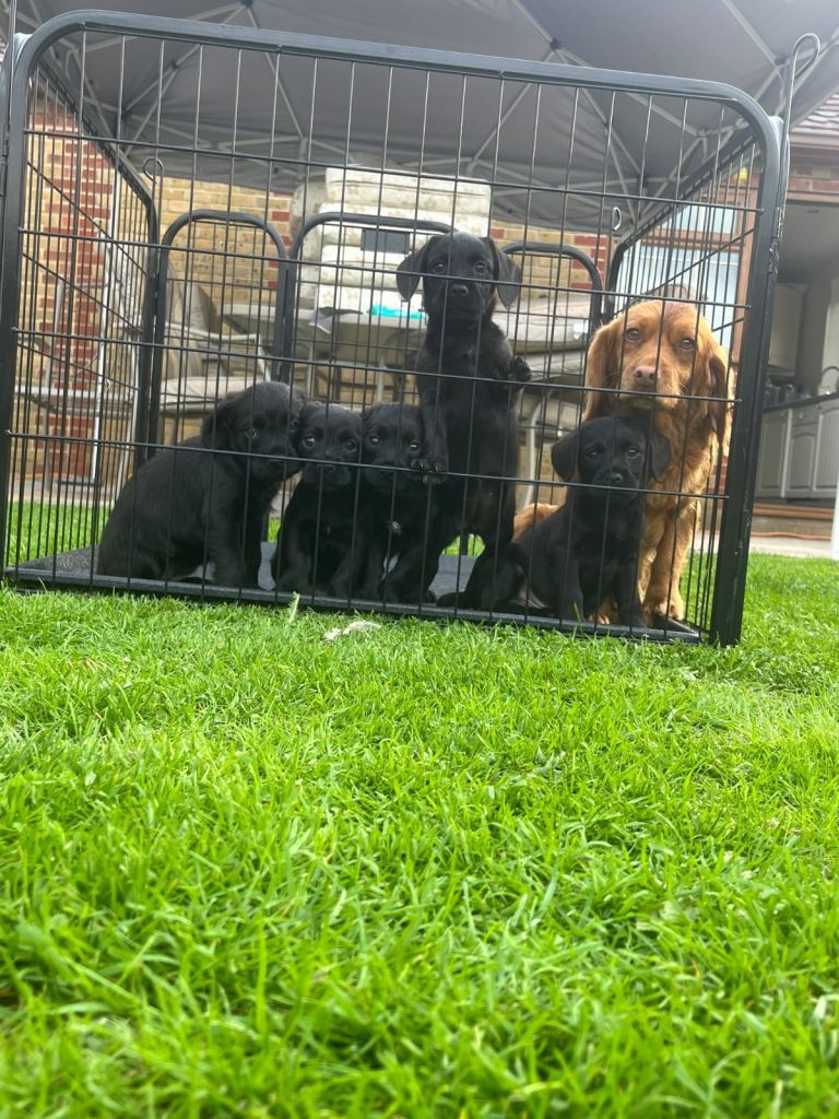 Cockerspaniels 