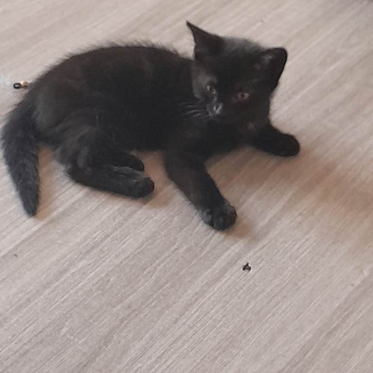 Kittens for sale 