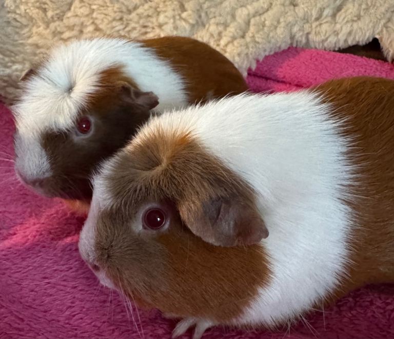 Guinea pig sows young and retired 