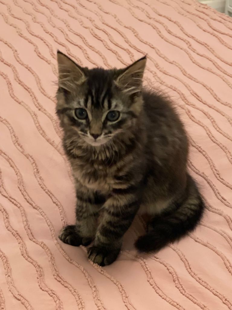 12 week old kitten with litter box and food/litter to take away