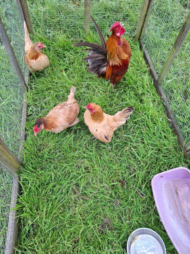 3 serama hens and cockerel