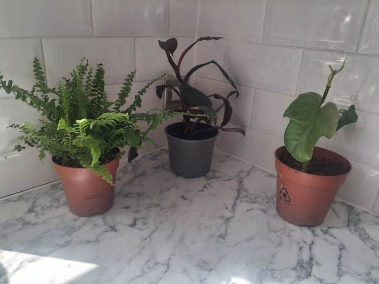 Three indoor house plants bundle 