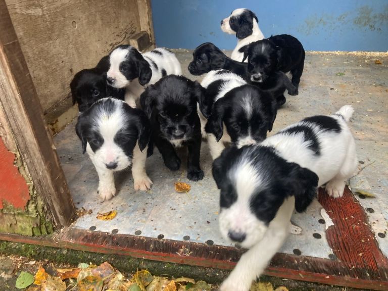 Sprocker pups 