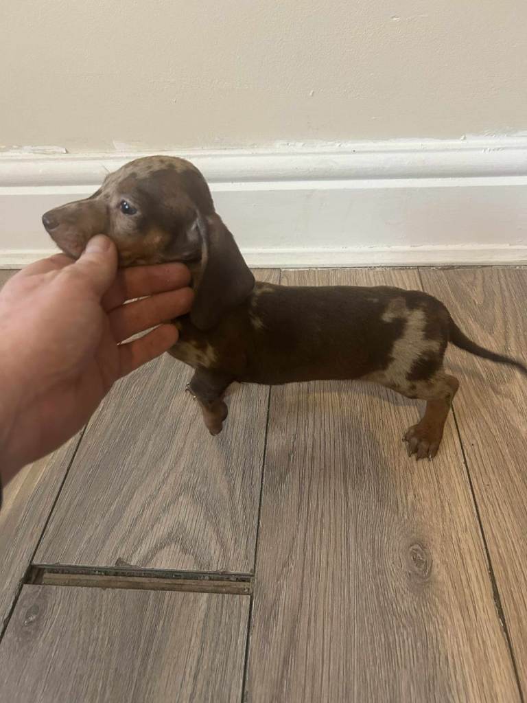 Miniature Dachshund 