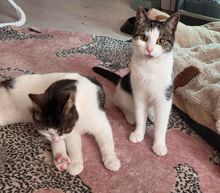 Reserved! 2 Lovely Sisters - Moggies