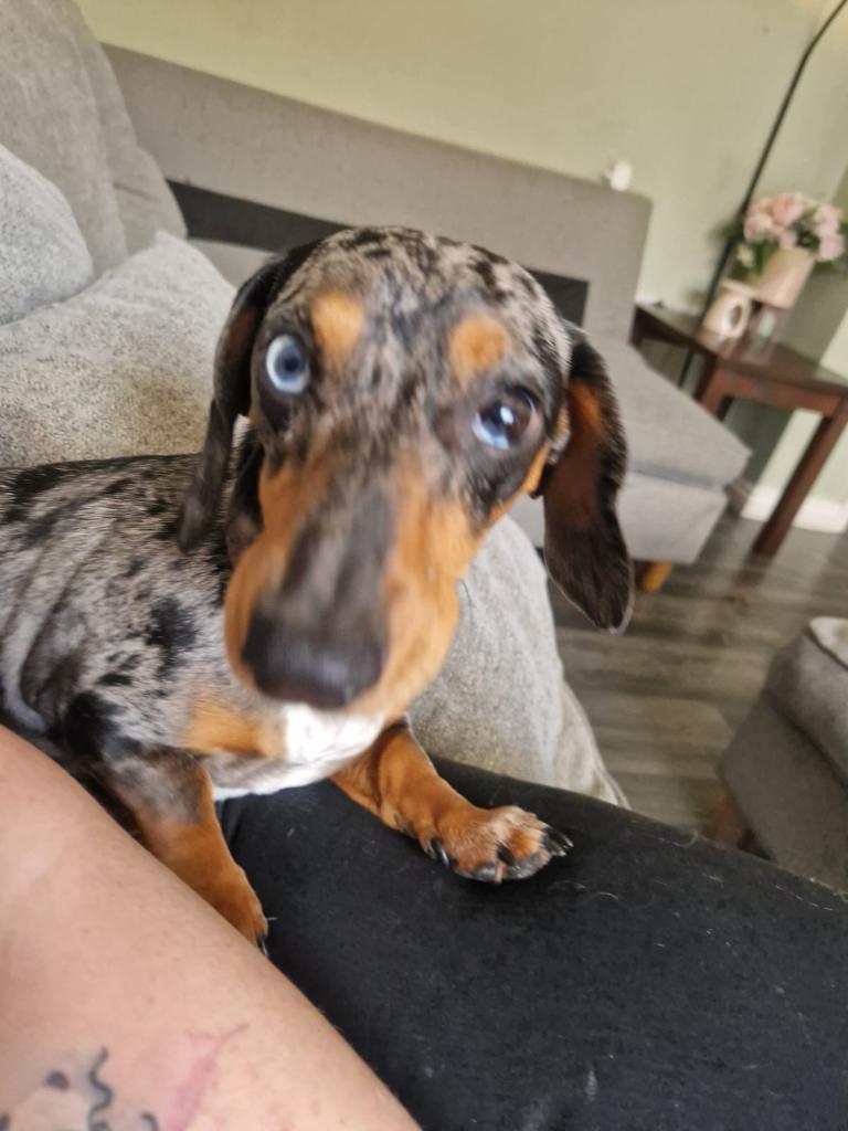 Miniature dachshund