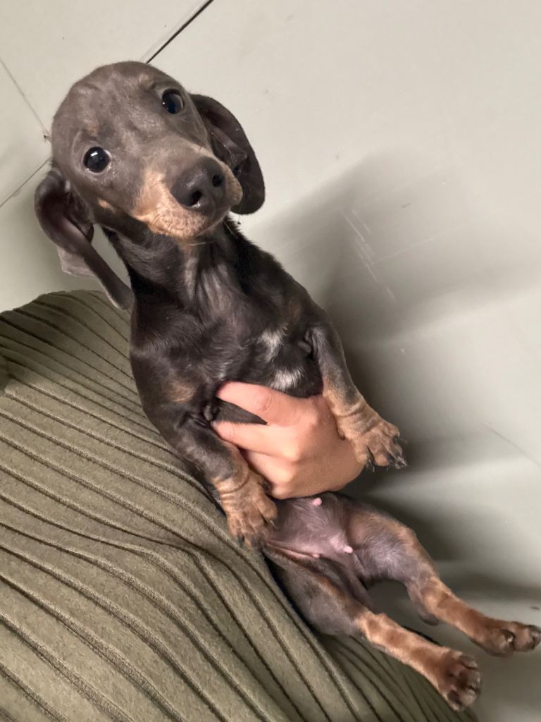 Miniature dachshund girl for sale 