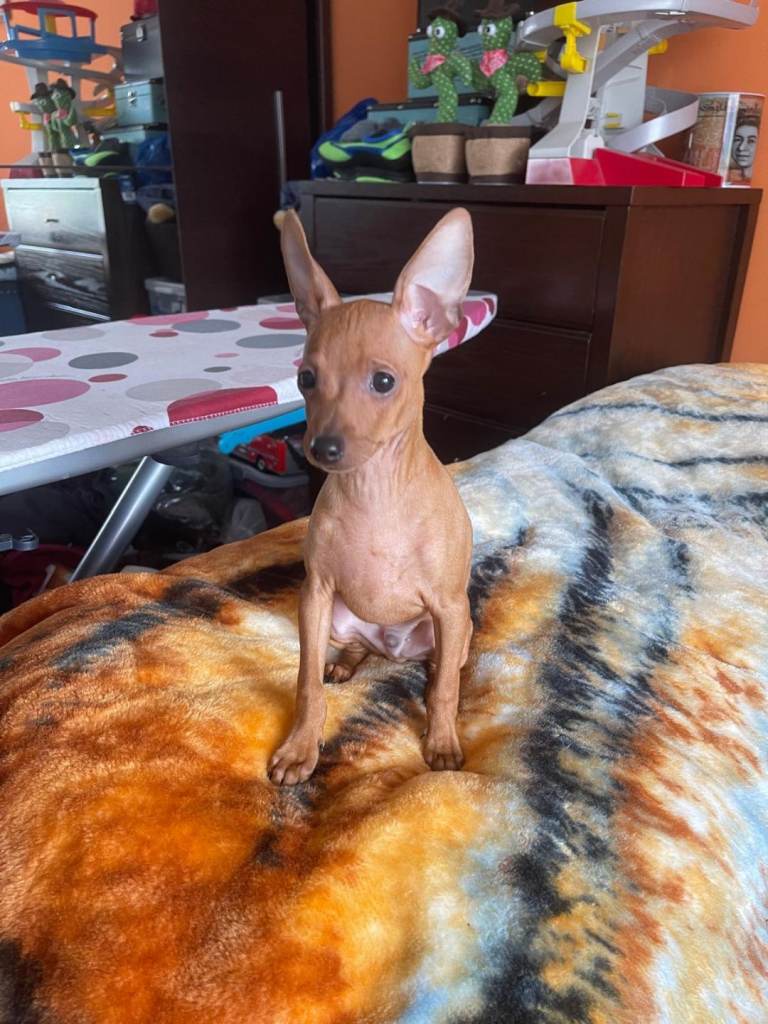 Beautiful Miniature Pinscher