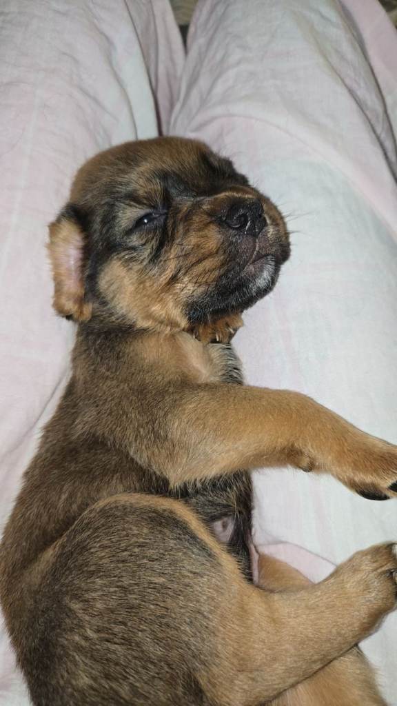 Boxwiller spaniel mix 