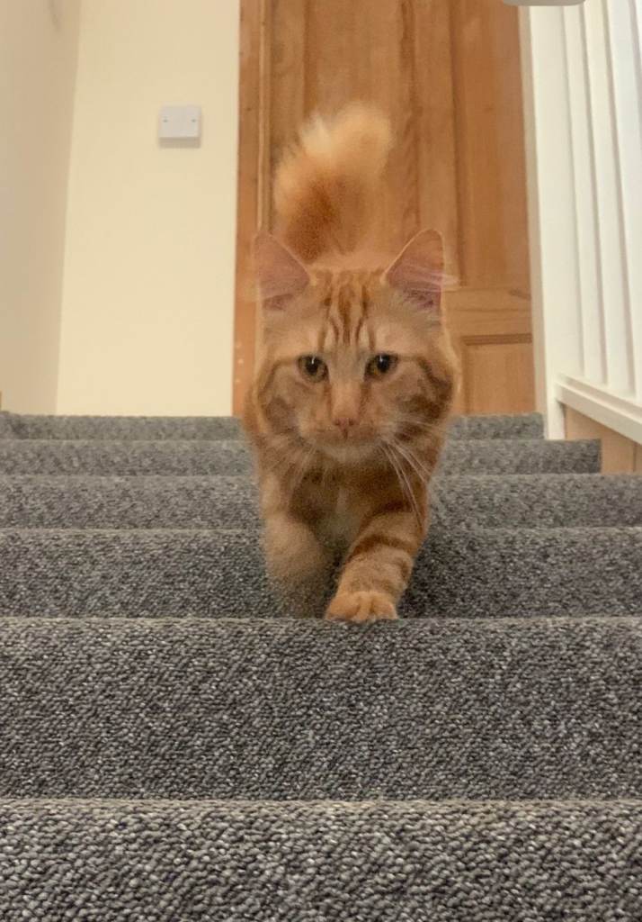 Ginger house cat - 5 years old - READ DESCRIPTION