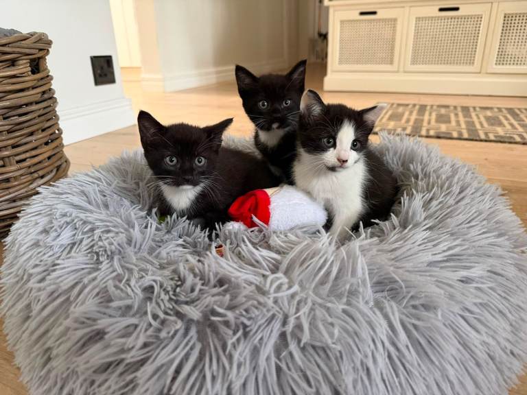 3 kitten for sale all girls