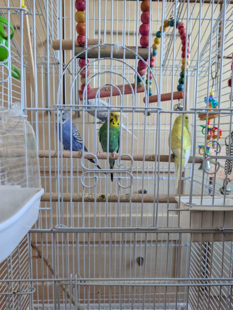 4 Beautiful Budgies for sale 