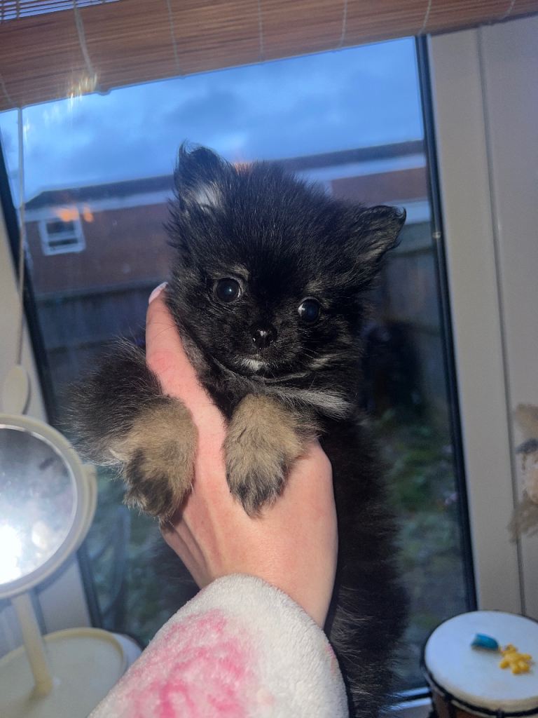 Last Pomchi puppy 🐾❤️