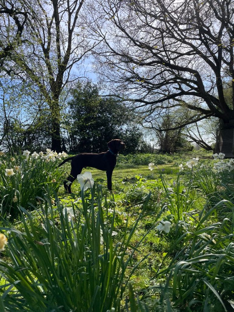 Lovable 6month old viszla/pointer cross 