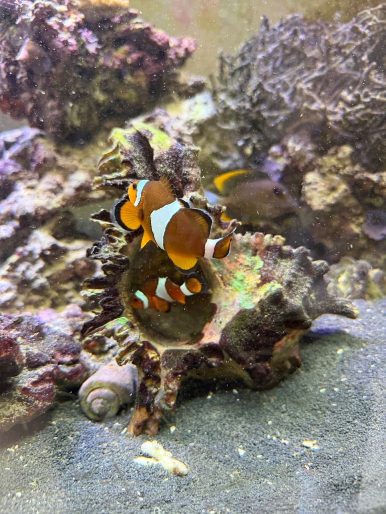 Proven breeding pair of common clownfish 