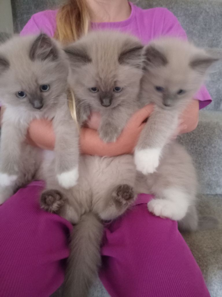 Ragdoll kittens 