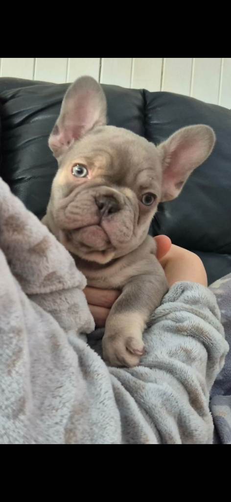 Frenchy fur babies 