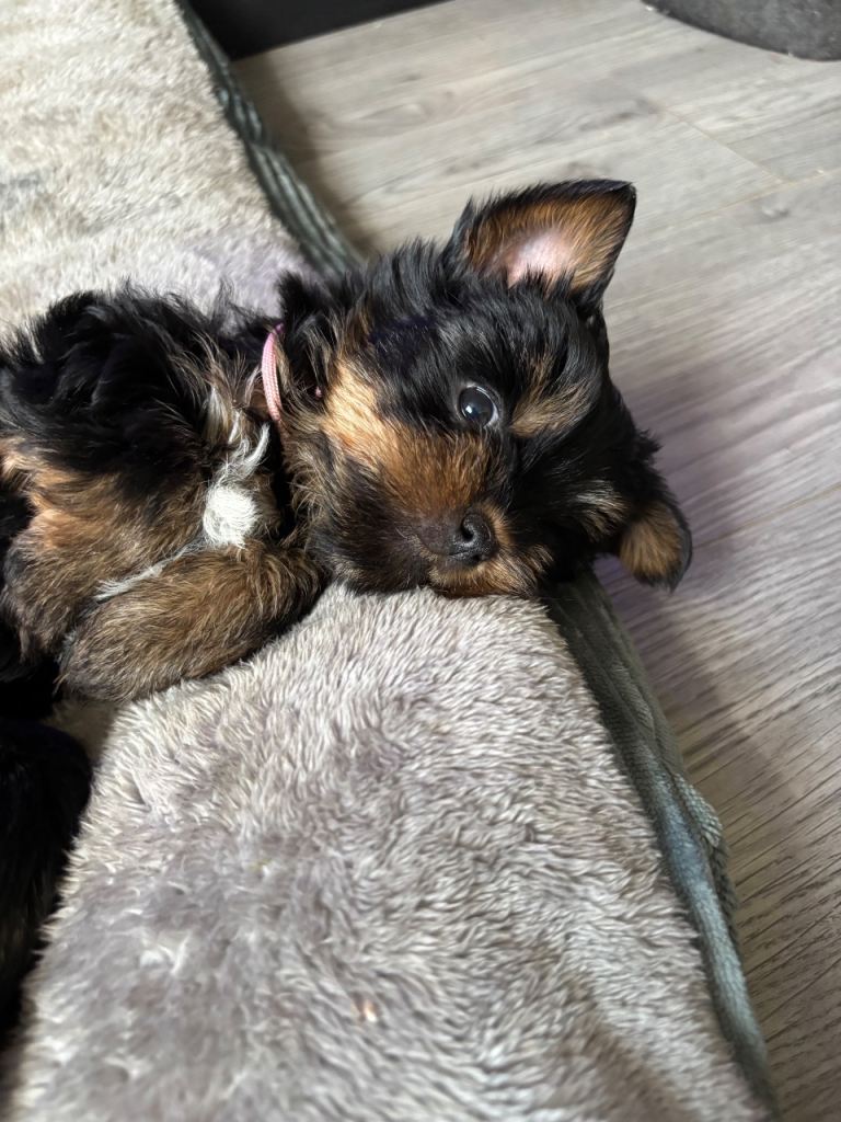Yorkshire terrier puppies