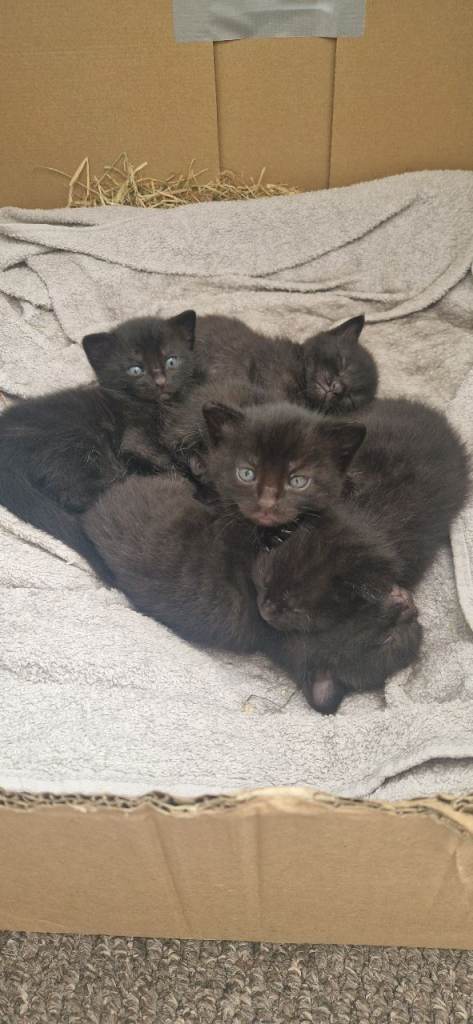 Kittens for sale