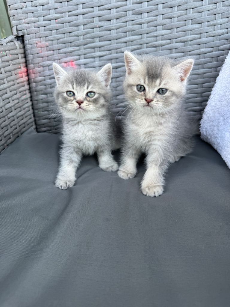     2 Scottish Straight kittens for sale