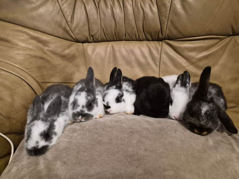 11 Cute Baby Mini Lop X Bunnies