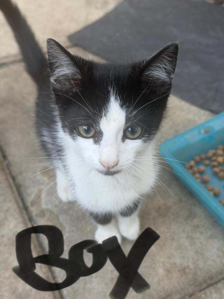 Beautiful kittens for sale 