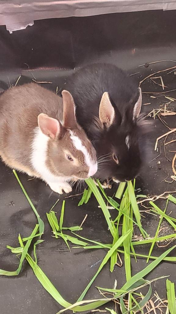 Dwarf Rabbits 
