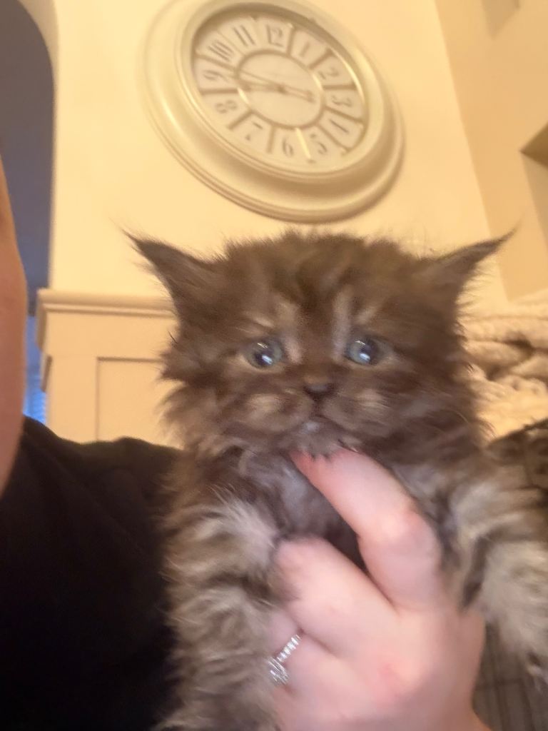  Beautiful Persian x kittens 