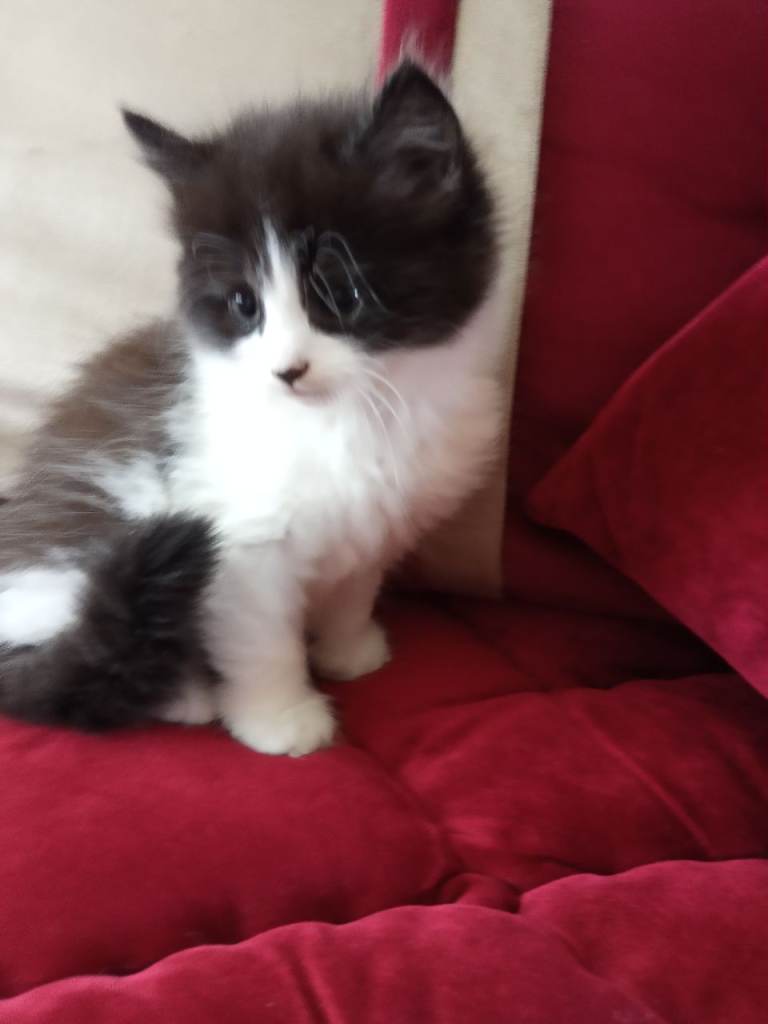 Adorable Kittens