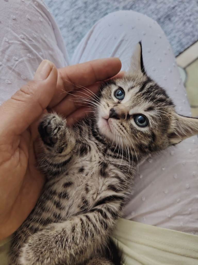 Lovley kitten 