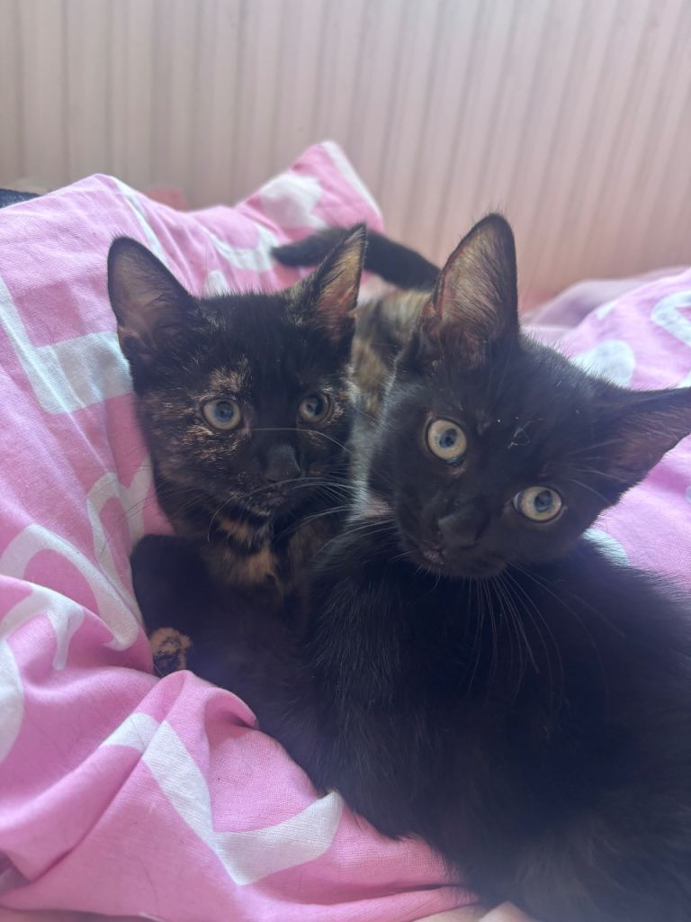 Female kittens for sale 