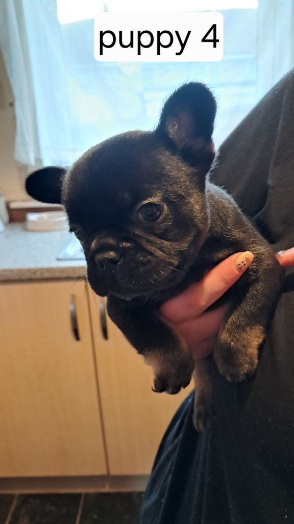 French bulldogs puppies 