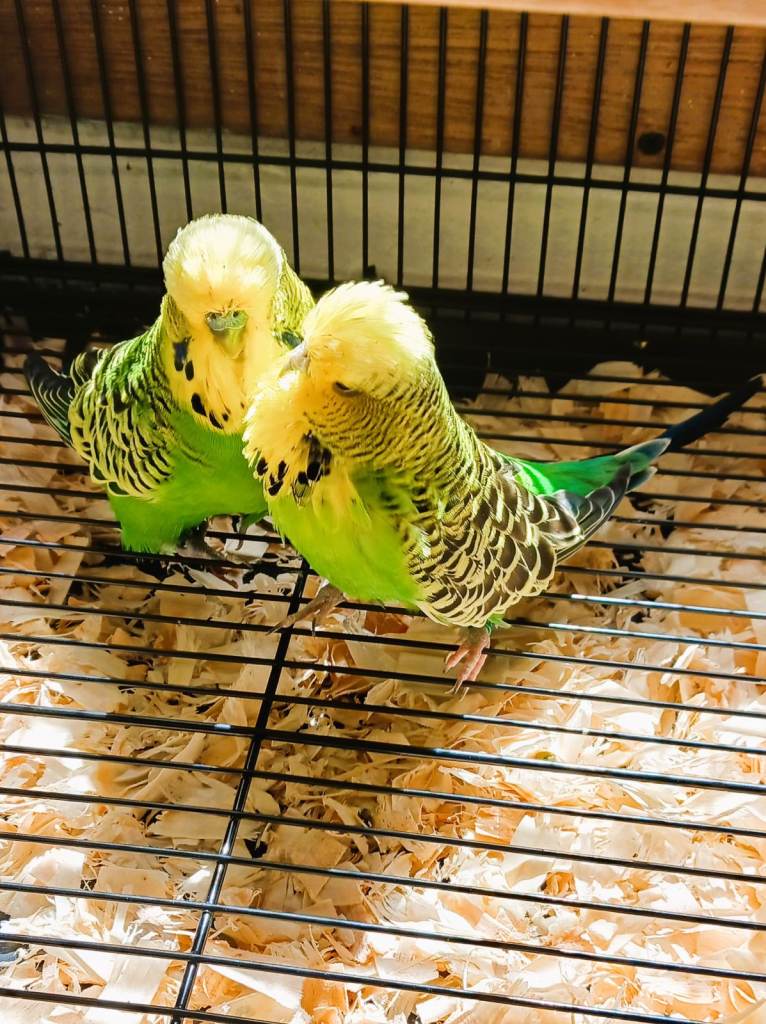 2 x Male budgies, large cage, feeders and drinkers, toys and accessories 