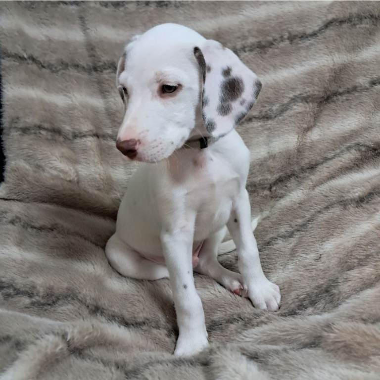 🖤🤍 Stunning Dalmatian Puppies – Raised with Love 🖤🤍