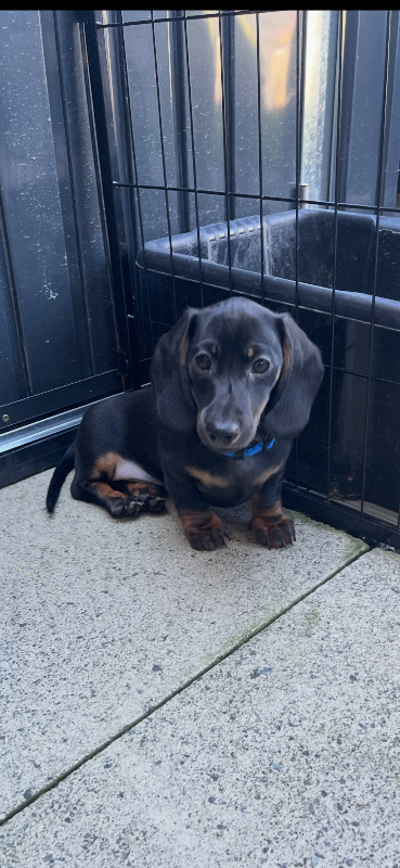 Miniature Dachshund Puppies 