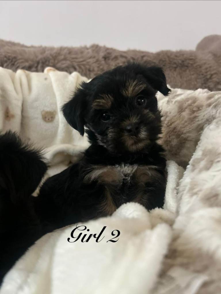 Beautiful shorkie puppies ready to go soon