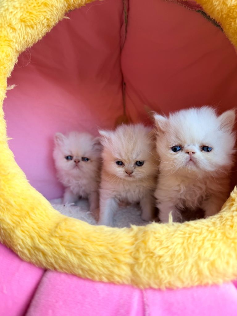 Persian kittens for sale- ONLY TWO REMAINING ♥️