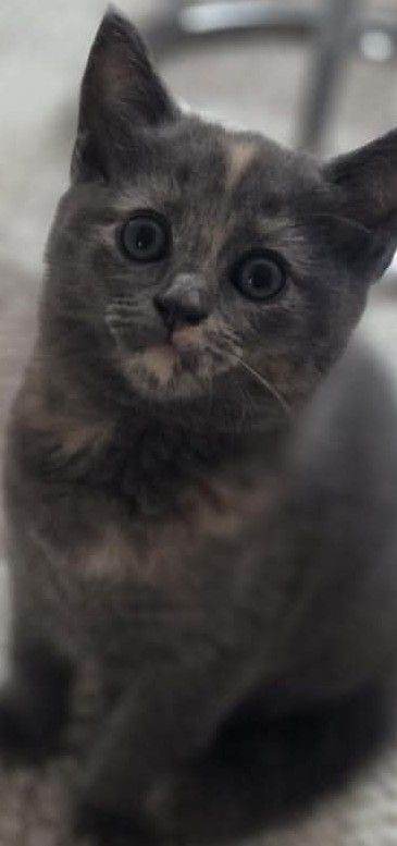 2 10 weeks old kittens