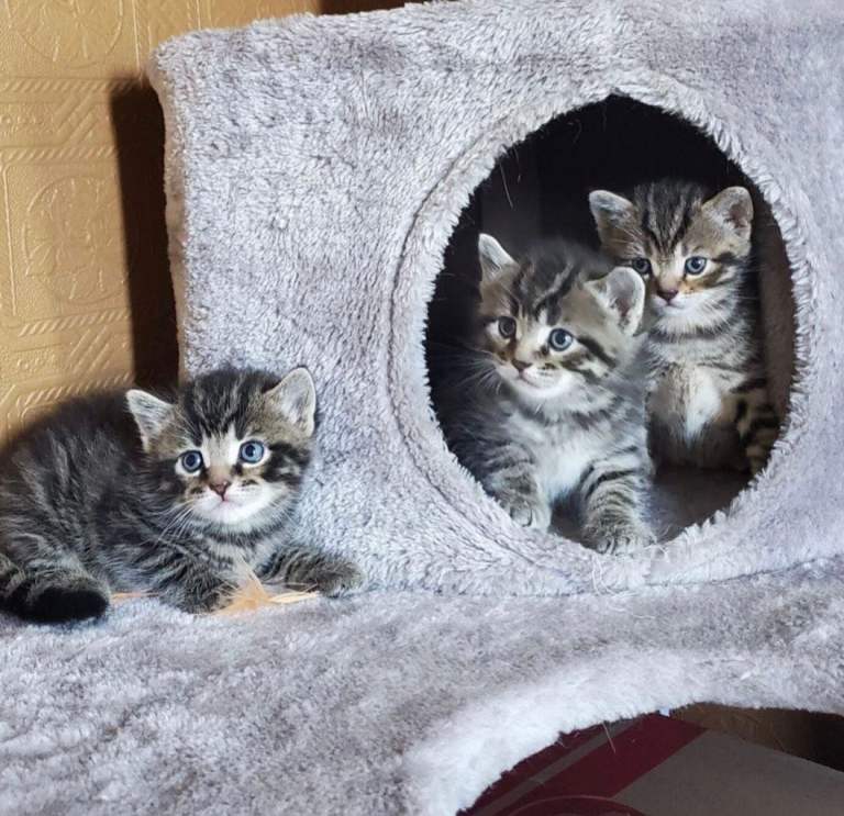Lovely & Beautiful Mixed Kittens 🐾
