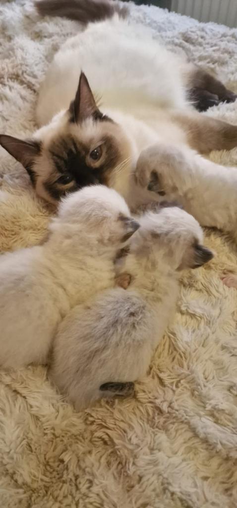 Ragdoll kittens 