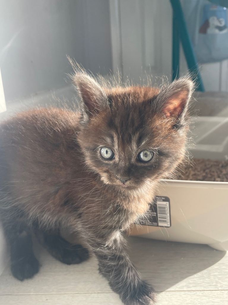 Kittens 