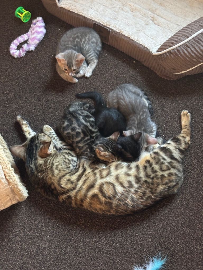 STUNNING BENGAL KITTENS 