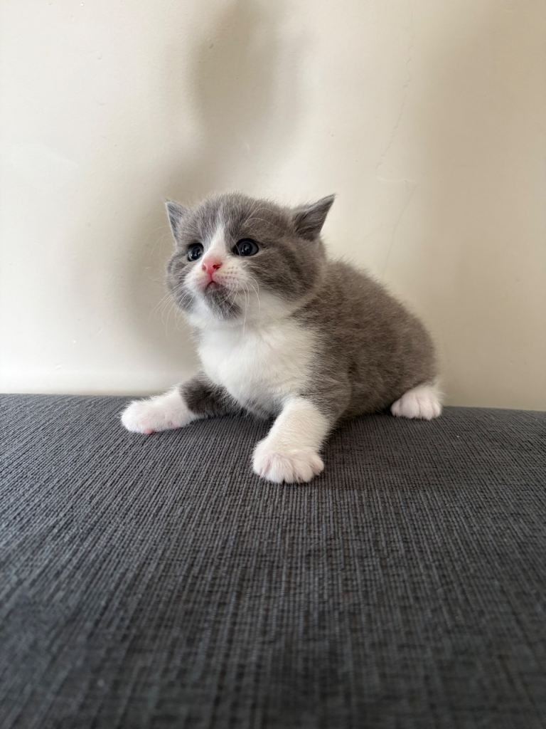Beautiful British short hair cross 